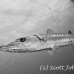 barracuda_titan_h_0198_nca0203.jpg